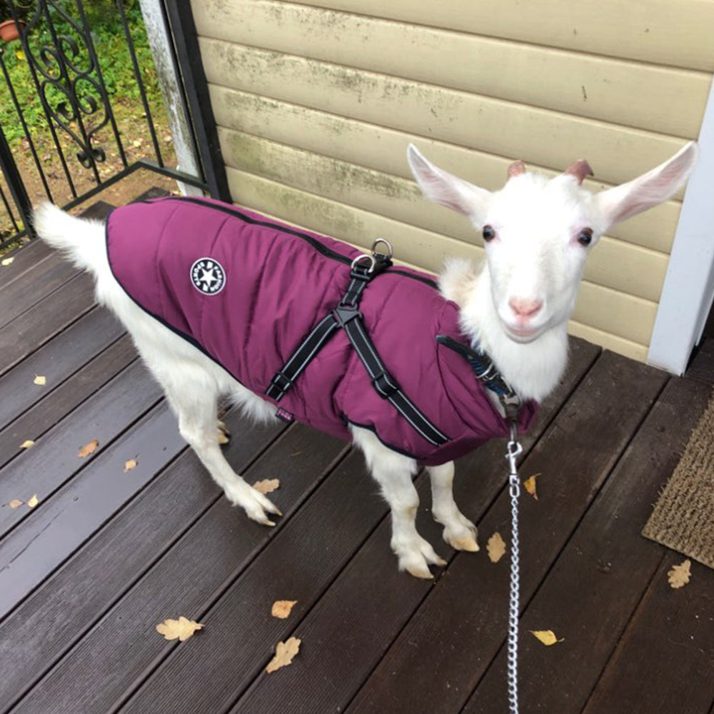 FurShield—Waterproof Winter Dog Jacket