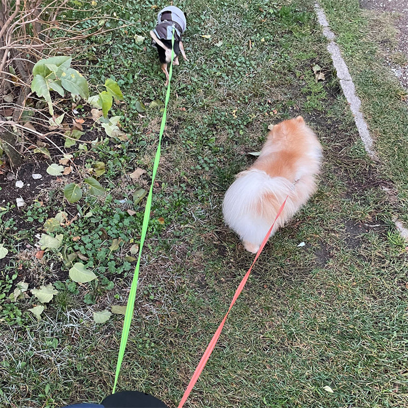 PawSync—Dual Retractable Dog Leash